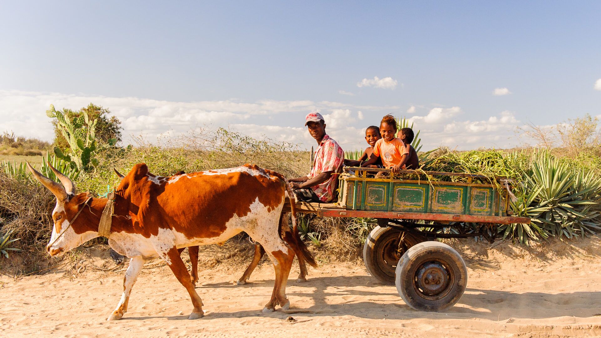 Zebu cart nær Antananarivo på Madagaskar