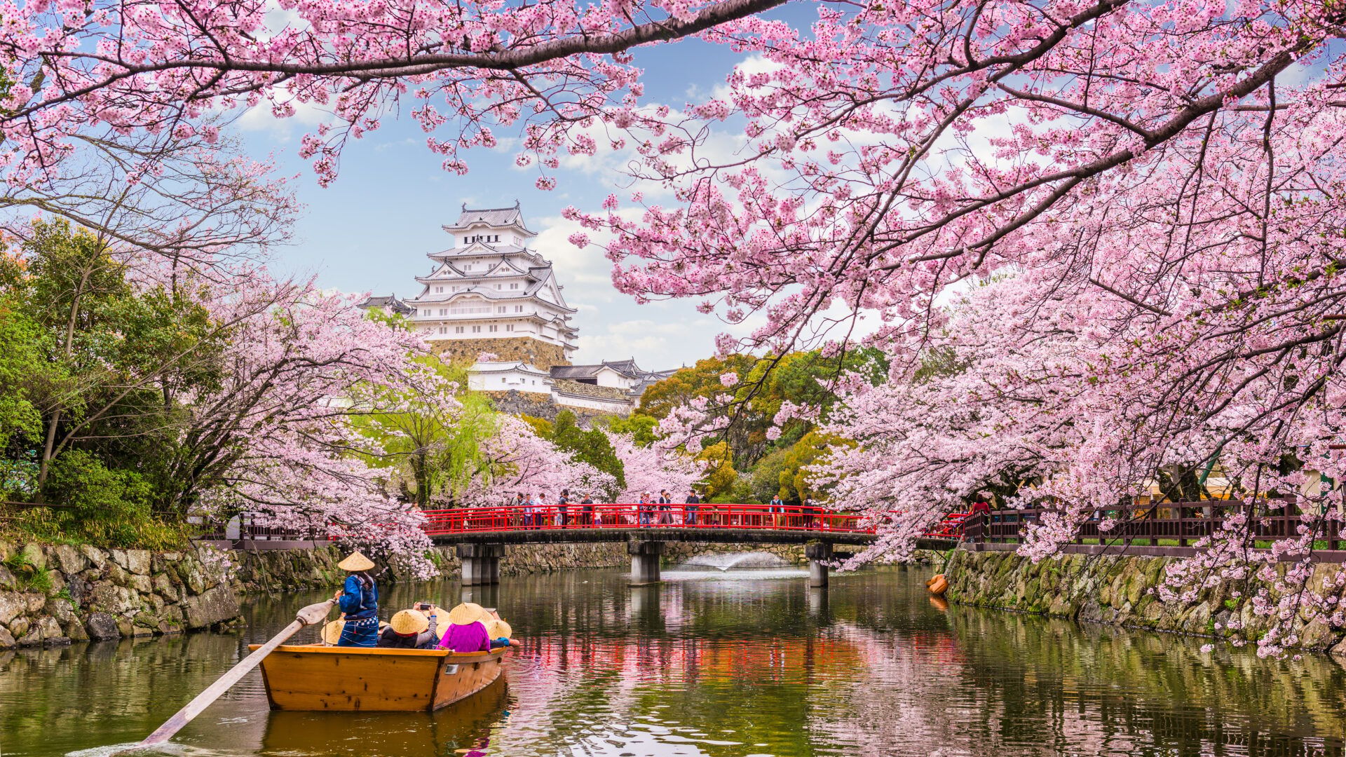 Himeji-slottet, kendt som ‘Den Hvide Hejre’, står omgivet af blomstrende kirsebærtræer i forårssæsonen.