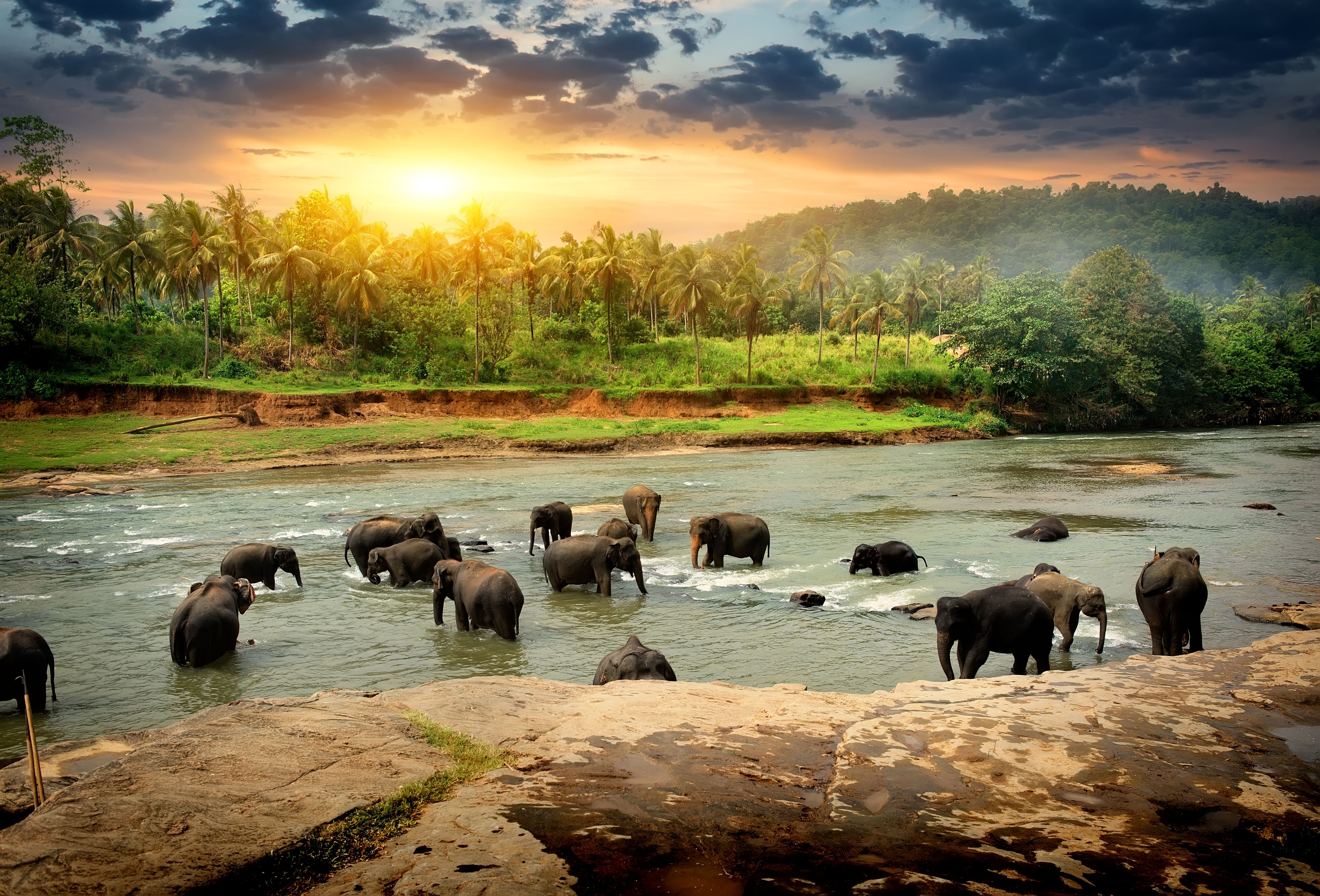 En flok elefanter nyder et forfriskende bad i en jungleflod på Sri Lanka – et harmonisk møde mellem dyr og natur.