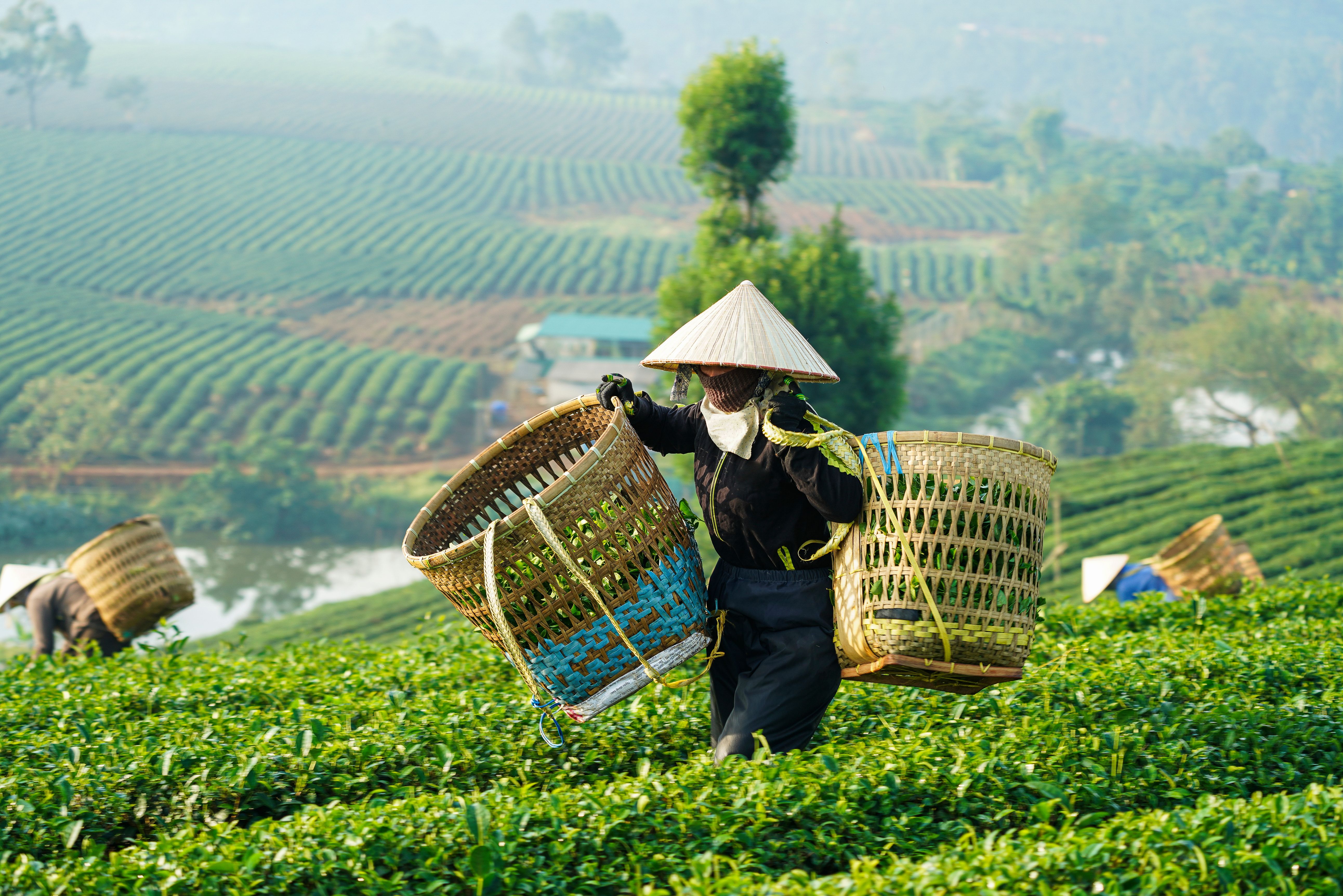 Te-bønder i Bao Loc, Vietnam, arbejder på de grønne plantager med at høste blade en forårsdag i april 2018.