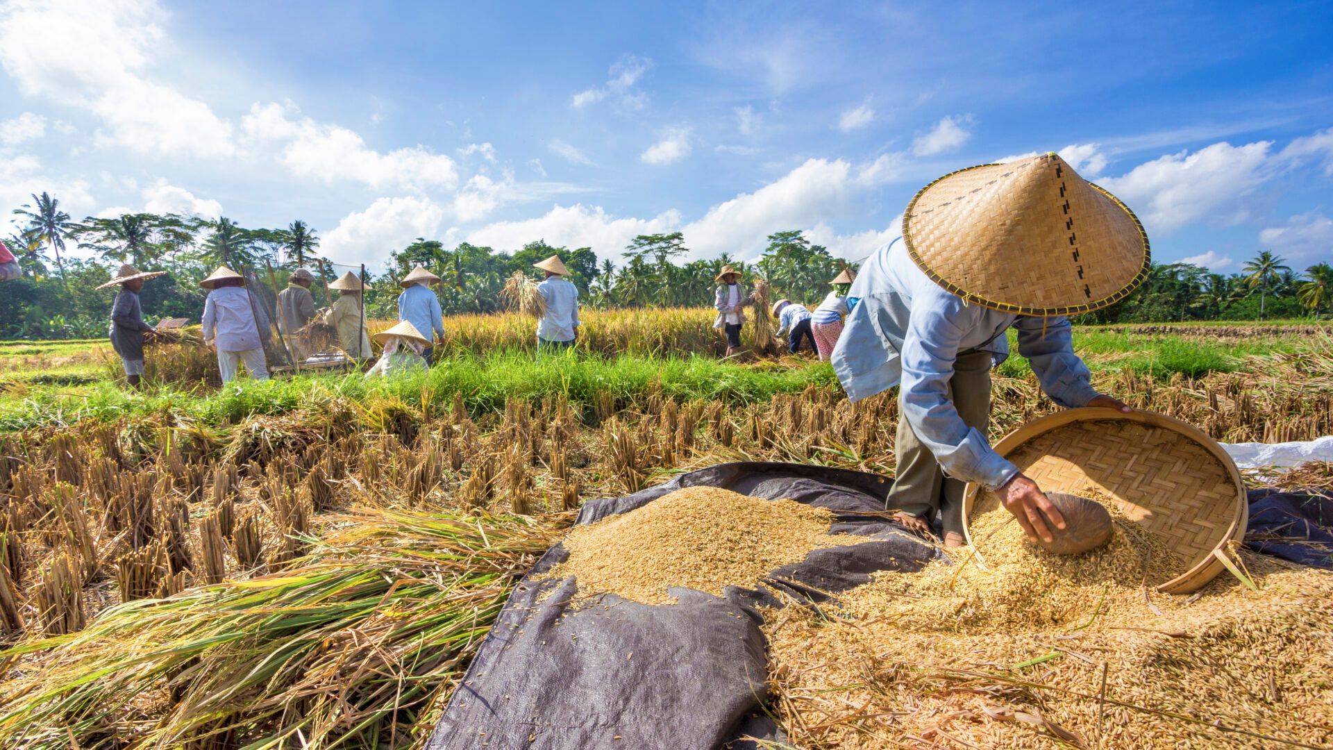 På Bali sorteres og renses ris på traditionel vis – et levende indblik i øens landbrugskultur. På Bali sorteres og renses ris på traditionel vis – et levende indblik i øens landbrugskultur.
