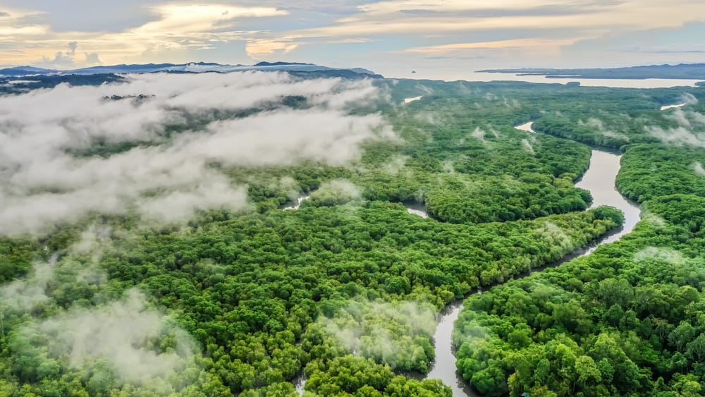 Luftfoto af mangroveskov ved Sepilok Laut, Sabah, Borneo – frodig kystnatur med tæt vegetation og tropisk miljø.