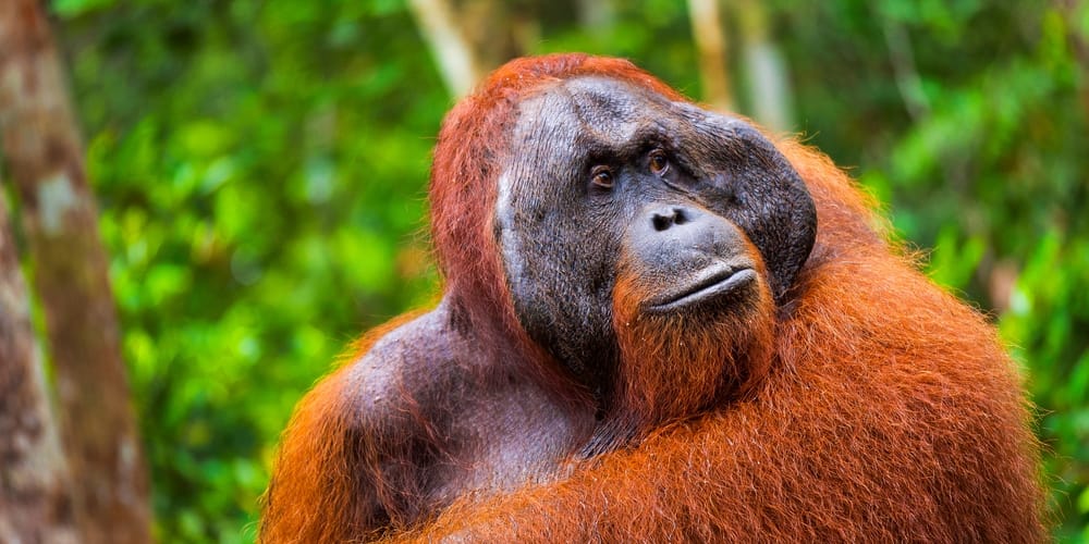 Orangutang (Pongo pygmaeus) i Tanjung Puting Nationalpark, Kalimantan, Borneo, Indonesien – tropisk regnskov med truede dyrearter.