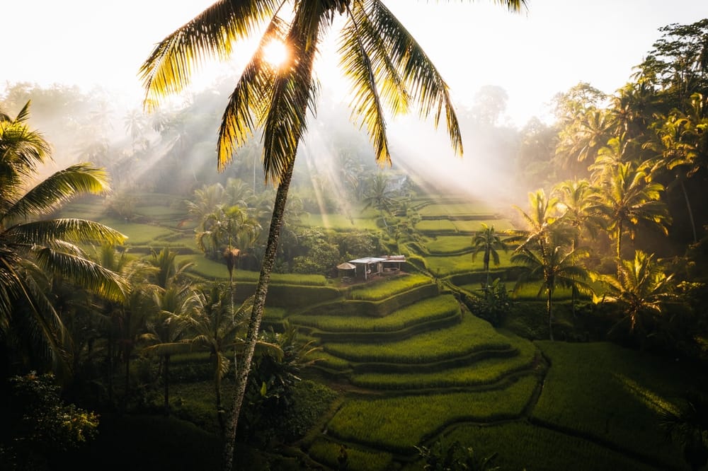 Luftfoto af Tegallalang-risterrasserne i Ubud, Bali – frodige grønne terrasser med traditionel balinesisk landbrugsstil. Luftfoto af Tegallalang-risterrasserne i Ubud, Bali – frodige grønne terrasser med traditionel balinesisk landbrugsstil.