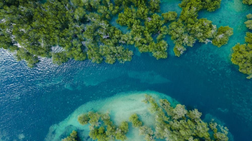 Luftfoto af mangroveskov i Mandalika, Indonesien – frodig kystnatur med mangrover og smukt havlandskab Luftfoto af mangroveskov i Mandalika, Indonesien – frodig kystnatur med mangrover og smukt havlandskab