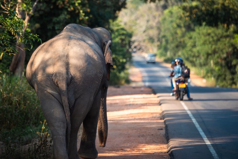 Bagfra ses en vild elefant vandre roligt langs hovedvejen ved Habarana – et unikt øjeblik, hvor natur og hverdag mødes.