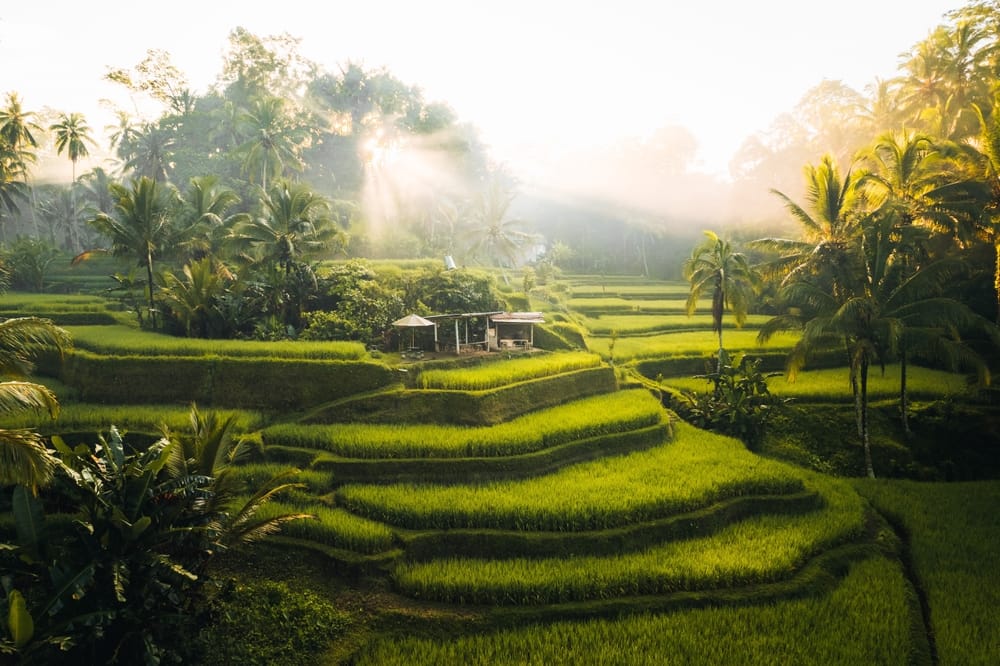 Luftfoto af Tegallalang-risterrasserne i Ubud, Bali – frodige grønne terrasser med traditionel balinesisk landbrugsstil. » Tembo Travel Luftfoto af Tegallalang-risterrasserne i Ubud, Bali – frodige grønne terrasser med traditionel balinesisk landbrugsstil.