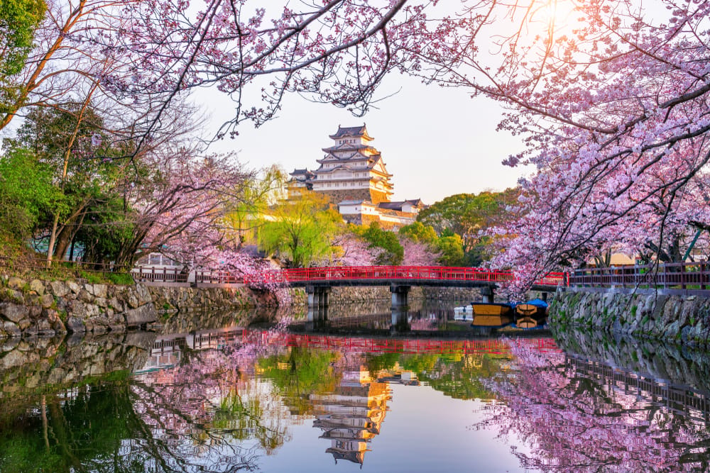 Himeji-slottet, kendt som ‘Den Hvide Hejre’, omgivet af blomstrende kirsebærtræer i foråret