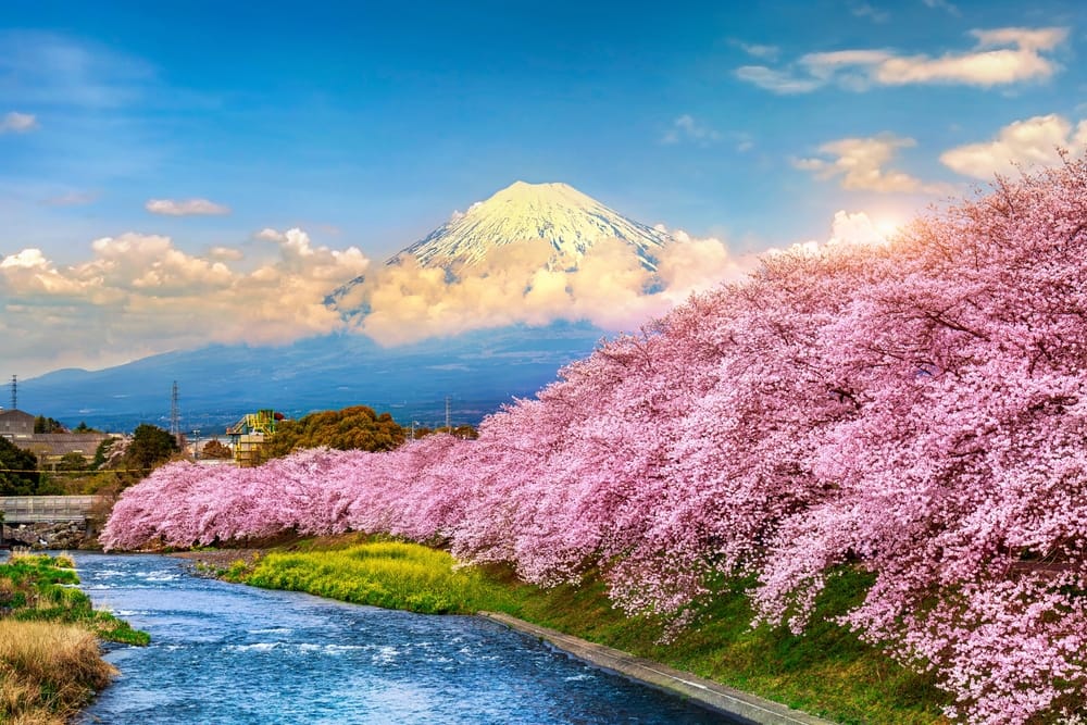 Majestætiske Mount Fuji rejser sig over Shizuoka, indrammet af blomstrende kirsebærtræer i solnedgangens gyldne lys.