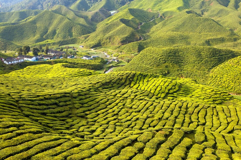 Naturskøn landskabsudsigt over Bharat-teplantagen – frodige grønne te-marker, bølgende bakker og idyllisk tropisk miljø. » Tembo Travel Naturskøn landskabsudsigt over Bharat-teplantagen – frodige grønne te-marker, bølgende bakker og idyllisk tropisk miljø.