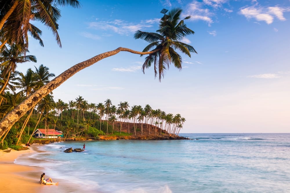 Palme ved Mirissa Beach på sydkysten af Sri Lanka – idyllisk tropisk strand med gyldent sand og klart blågrønt hav.