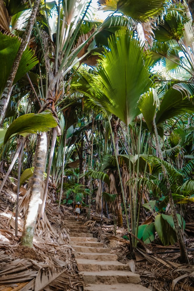 Vallée de Mai på Praslin er en urtidsagtig naturpark med tæt palmeskov og unikke plantearter som Coco de Mer.