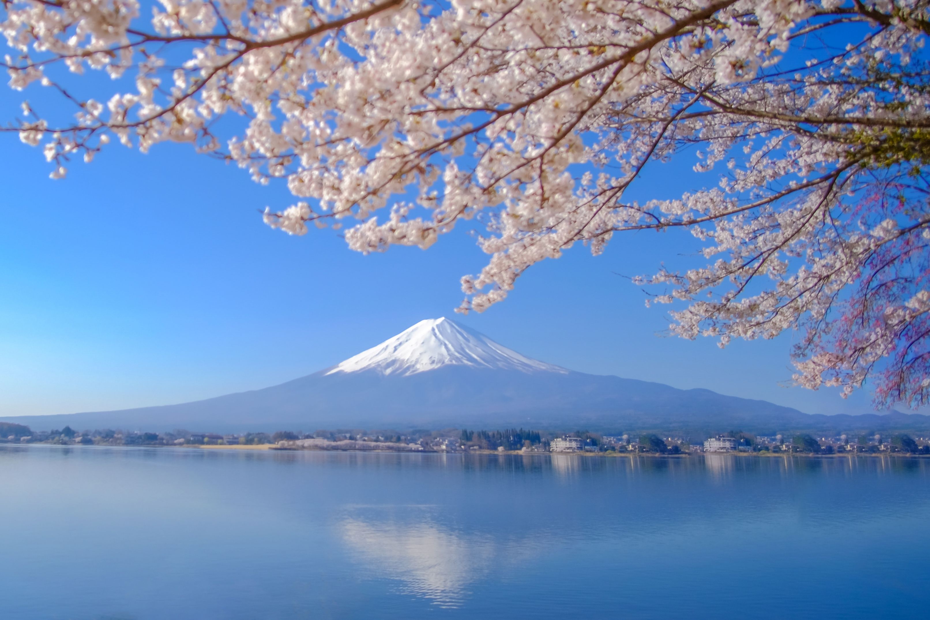 Mount Fuji med kirsebærblomster ved Lake Kawaguchiko, Yamanashi, Japan.