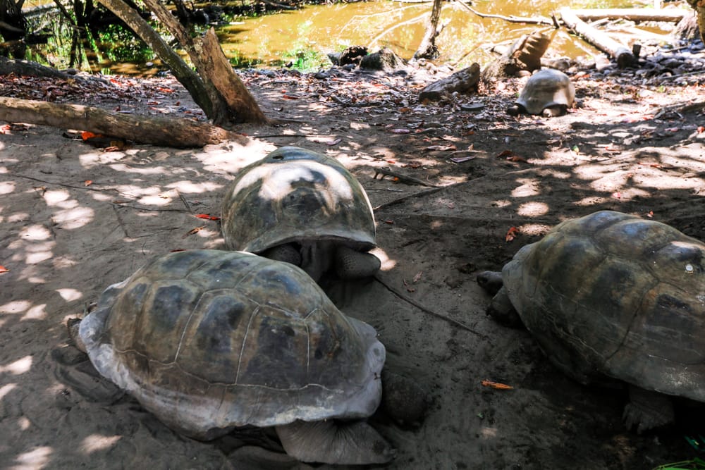 På Curieuse Island kan man opleve de gamle kæmpeskildpadder i deres naturlige omgivelser blandt rød jord og lav vegetation.