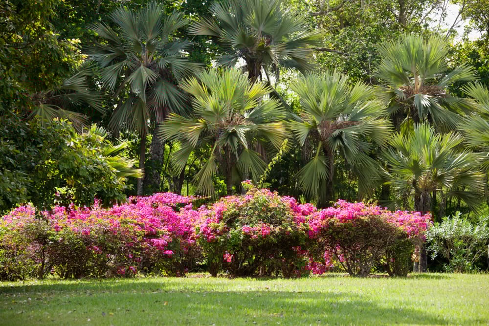 Pamplemousses Botaniske Have nær Port Louis, Mauritius.