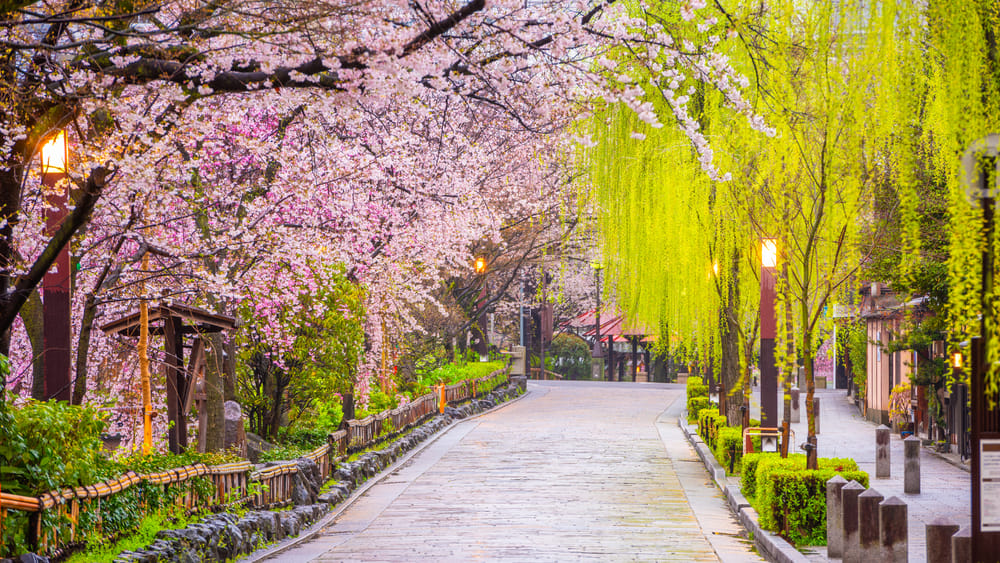 Gamle gader i Gion Shirakawa-kvarteret i Kyoto, Japan, med kirsebærblomster i flor langs kanalen i foråret