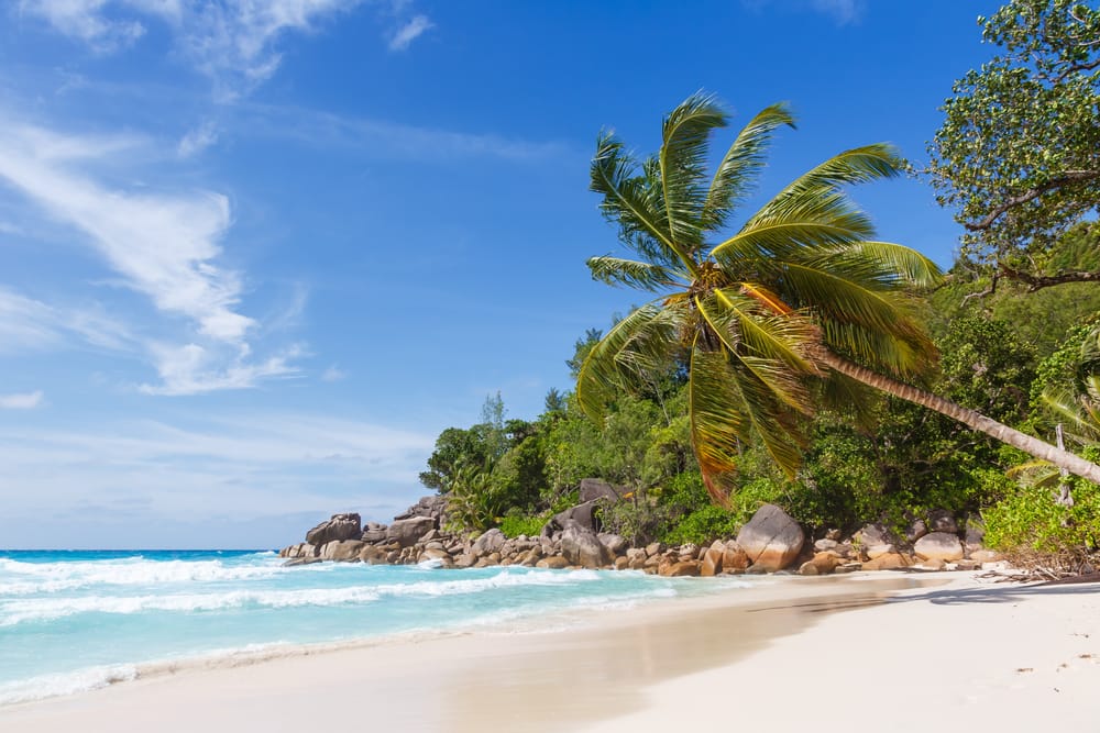 Palmerne langs Anse Georgette på Praslin Island i Seychellerne danner en idyllisk ramme om det klare hav og den fredelige strand.
