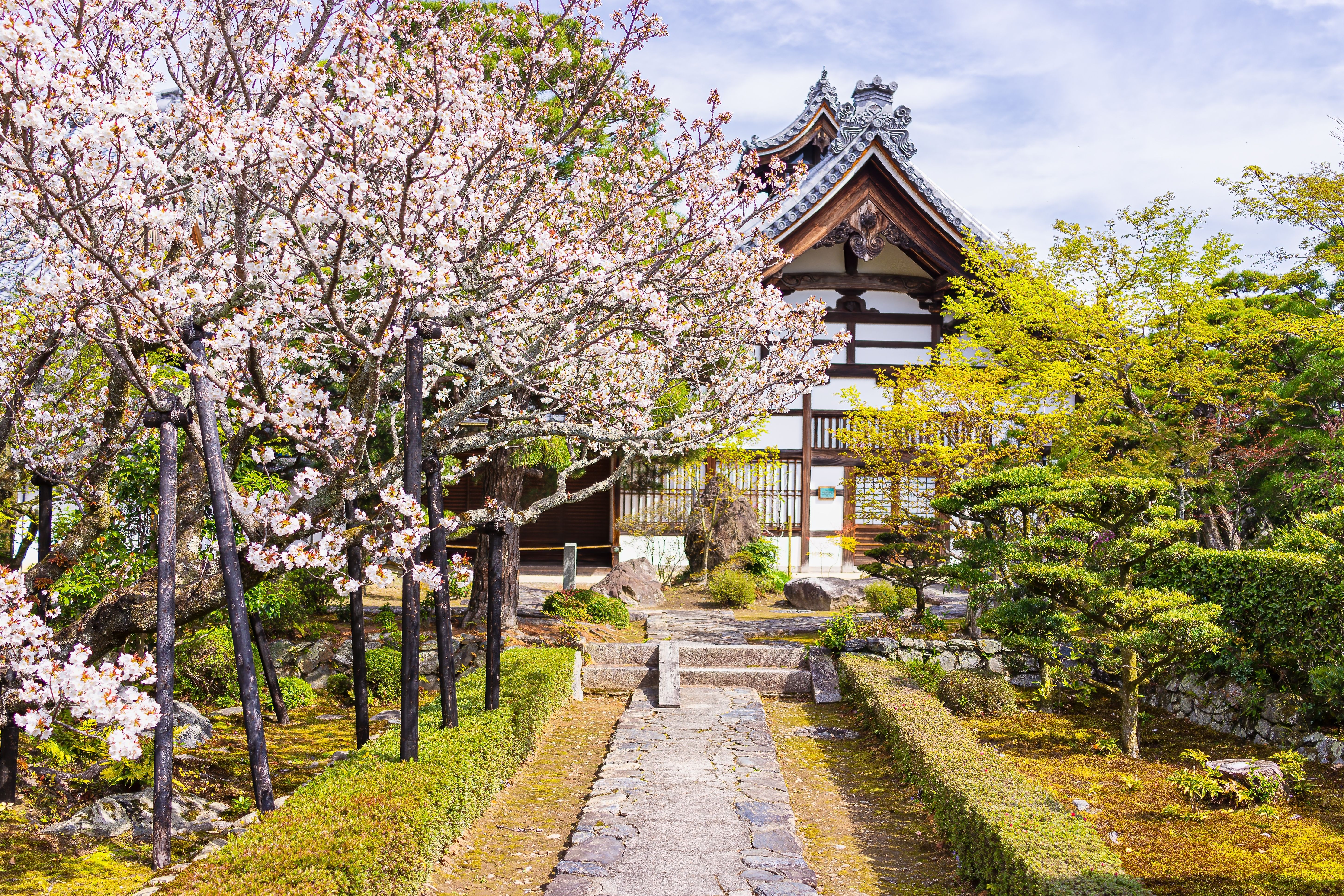 Kirsebærblomstring i Arashiyama med tempel og have i Kyoto.