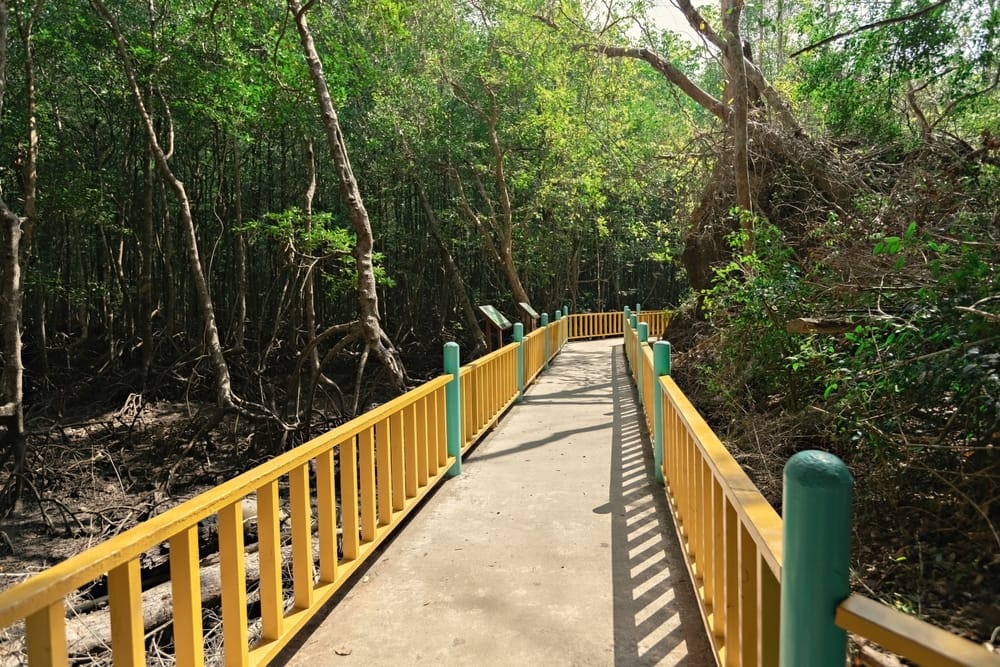 Gangbro i Langkawis geoforestpark, Malaysia, hvor besøgende kan opleve regnskovens natur og mangroveskov tæt på