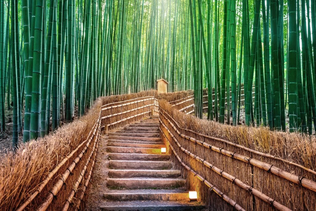 Bambusskoven i Kyoto, Japan.