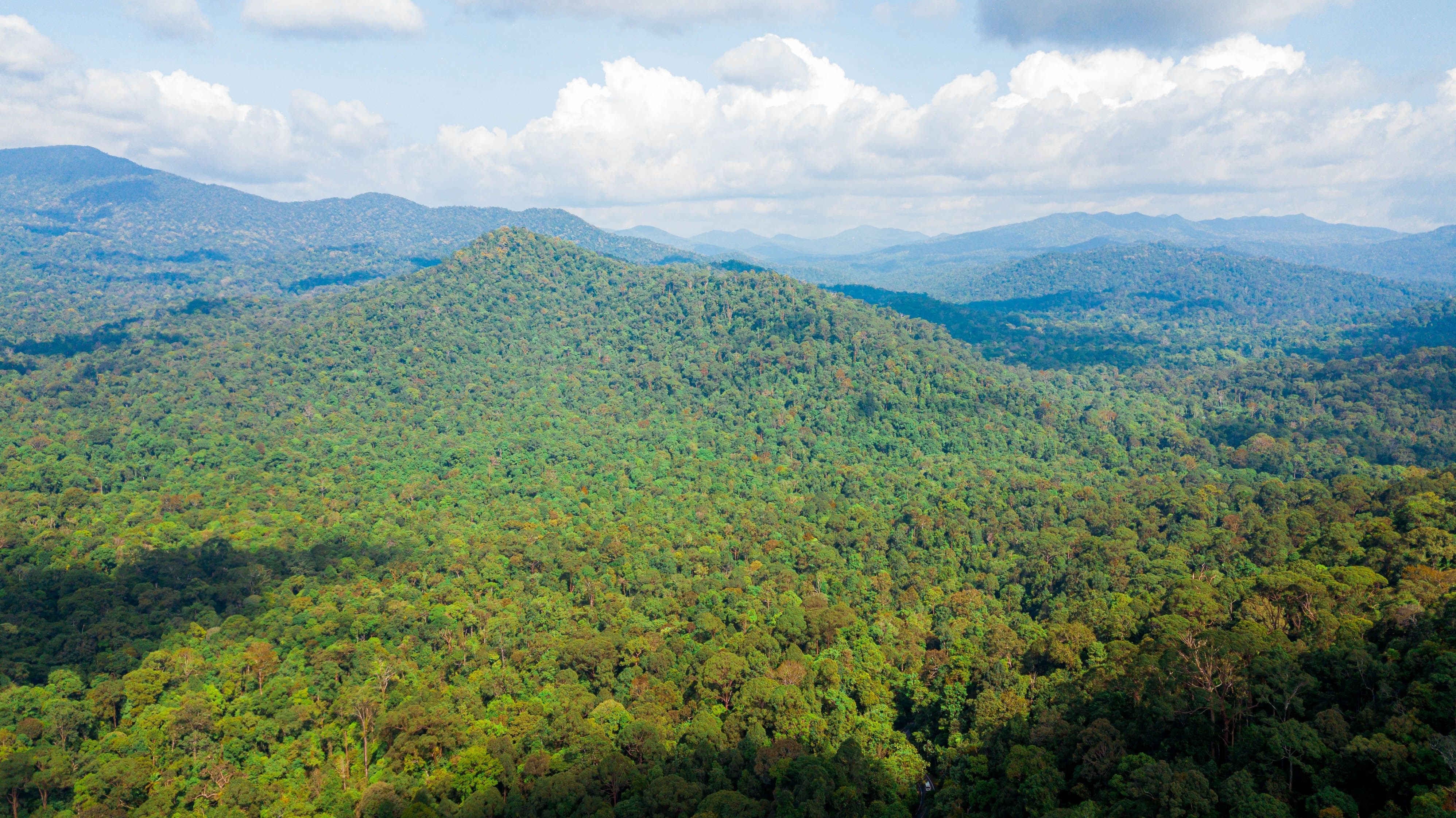 Rompin State Park regnskov