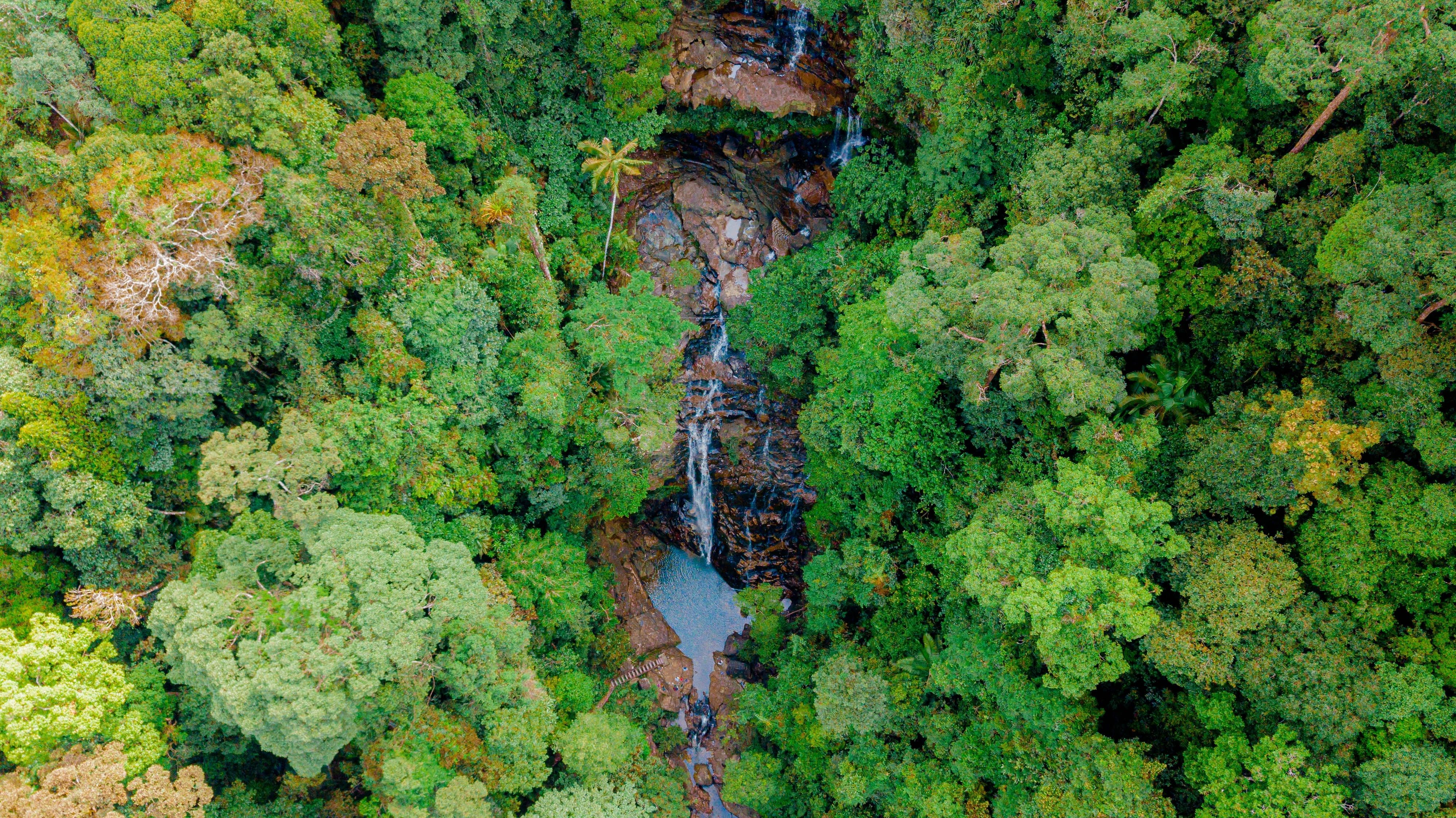 Rompin State Park regnskov