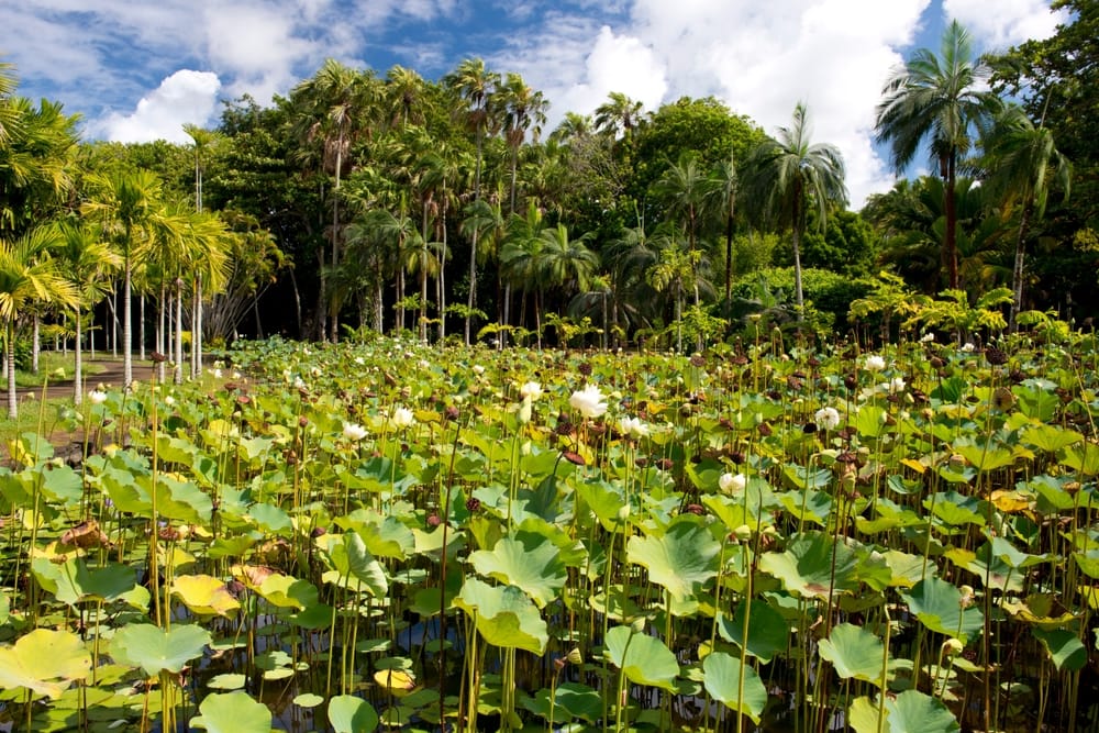 Seewoosagur Ramgoolam Botaniske Have på Mauritius med en stor lotusdam fyldt med lyserøde Nelumbo Nucifera-blomster.
