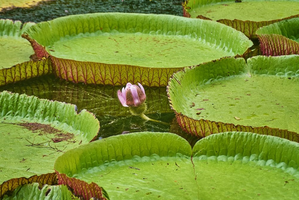 De imponerende kæmpe-vandliljer, Victoria Amazonica, i Sir Seewoosagur Ramgoolam Botaniske Have.