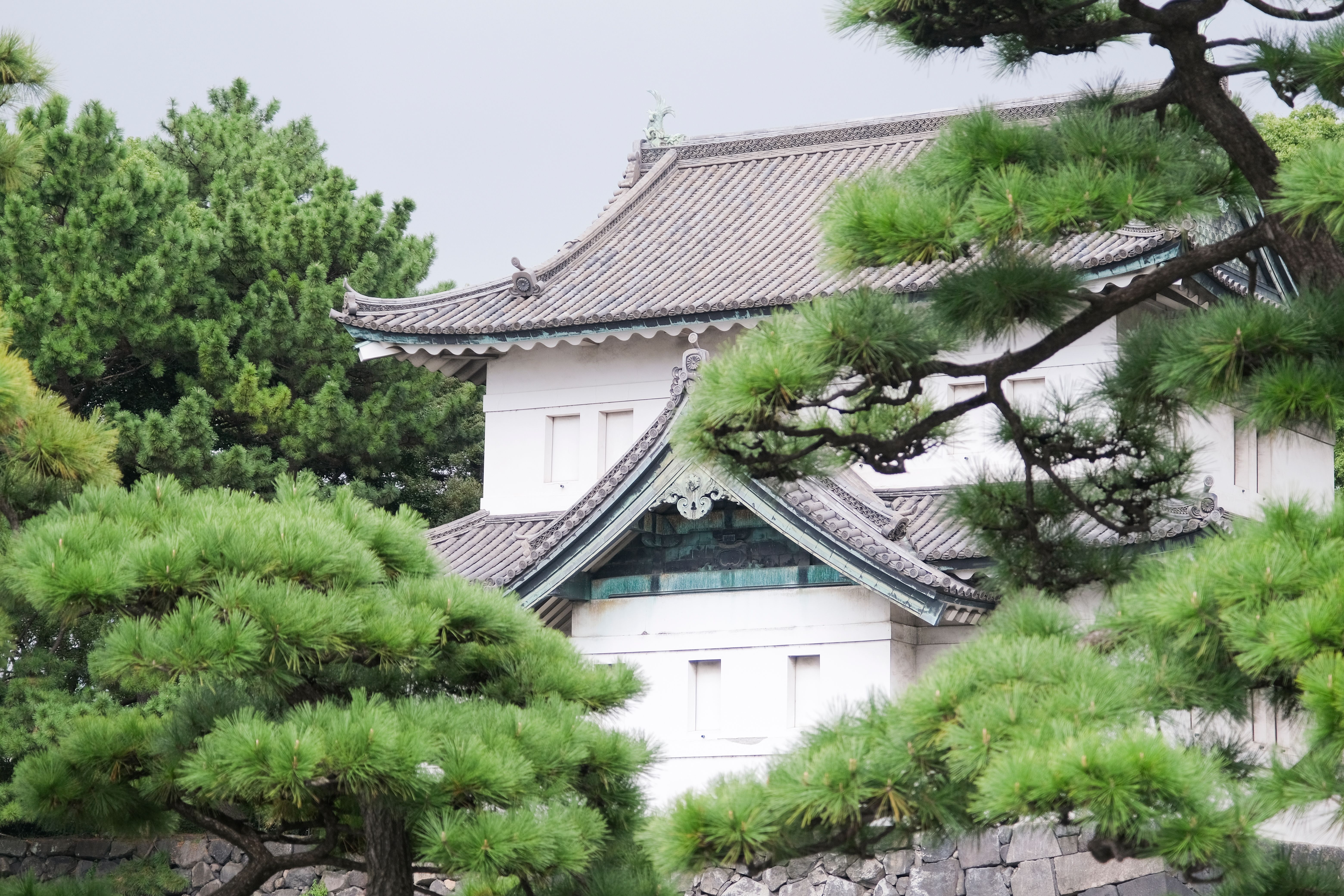 Fyrretræer nær Tokyo Imperial Palace i regn.