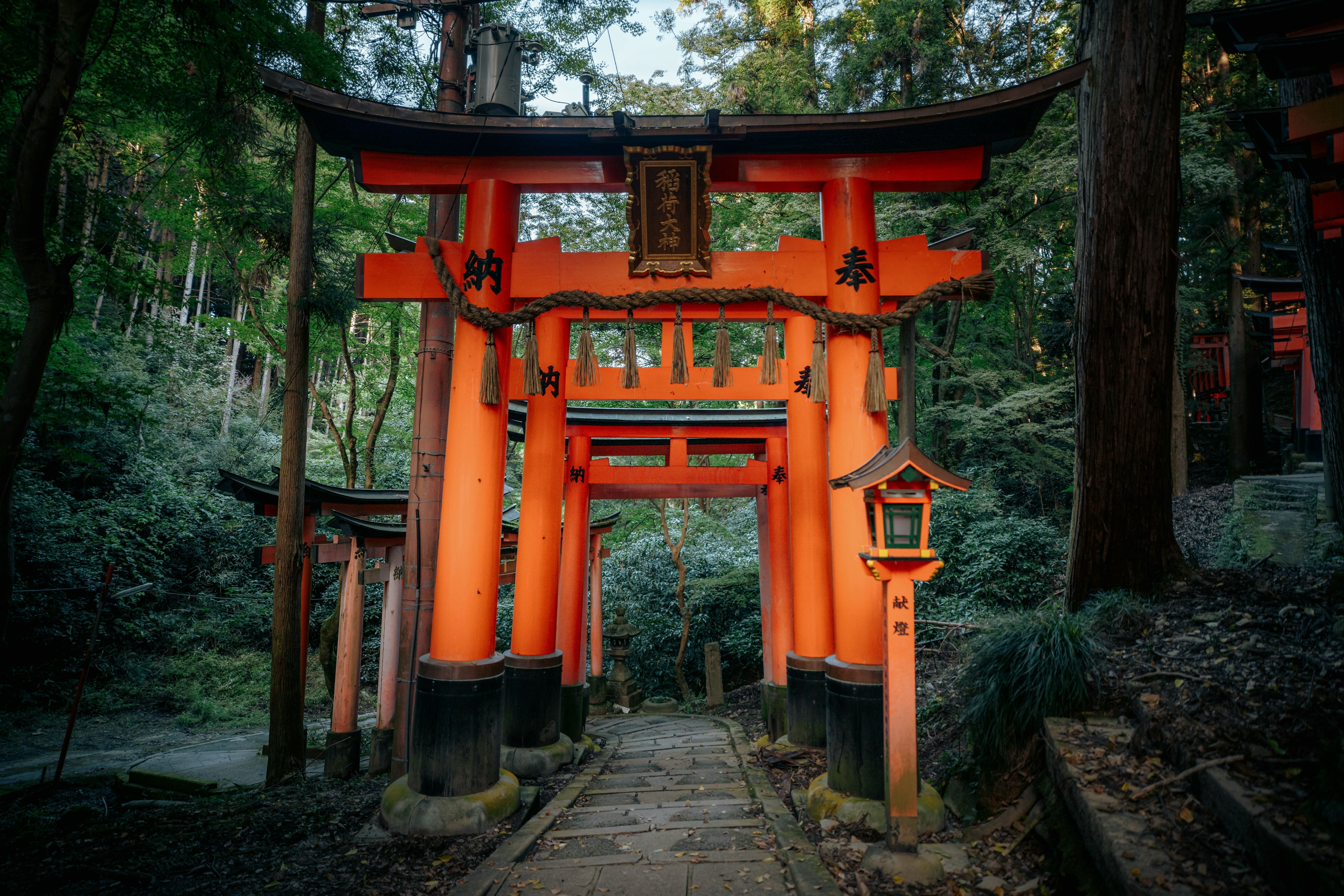 Fushimi Inari med røde toriporte omgivet af grøn skov i Kyoto.