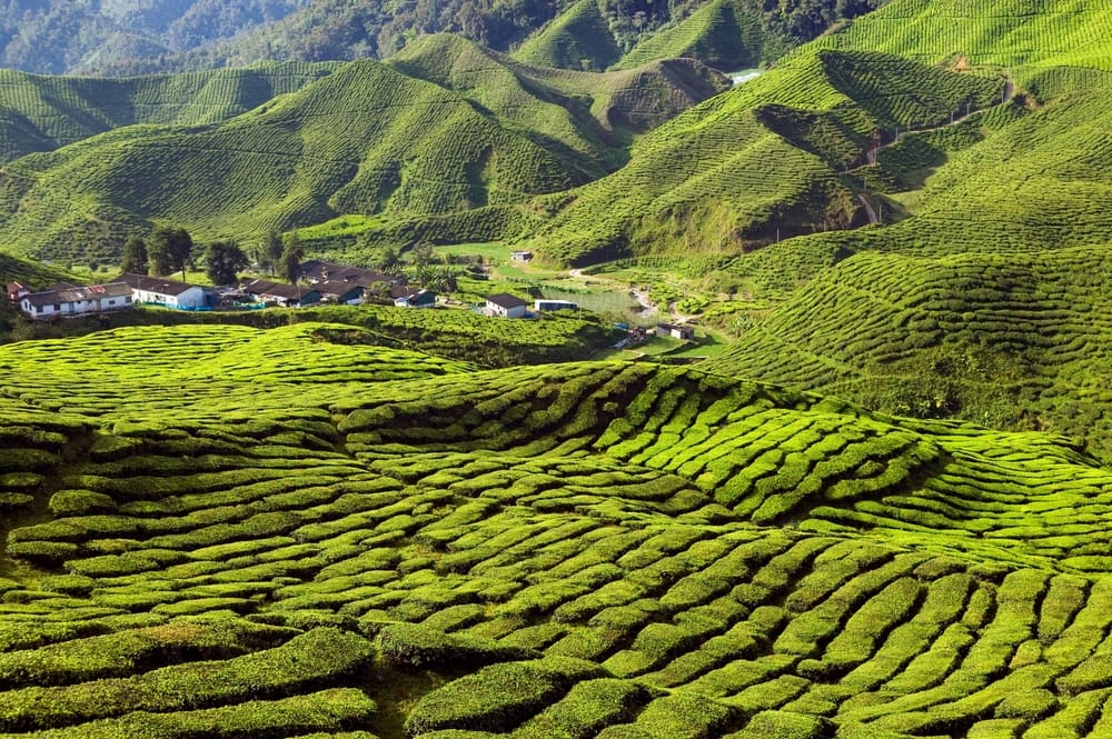 Landskabelig udsigt over Bharat teplantage i Cameron Highlands, Malaysia, med grønne tebuske, der dækker de bløde bakkeskråninger