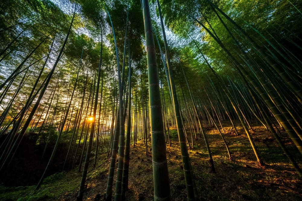 Den berømte bambusskov i Arashiyama-området i Kyoto, Japan, hvor høje bambusstængler danner en fredfyldt sti gennem naturen