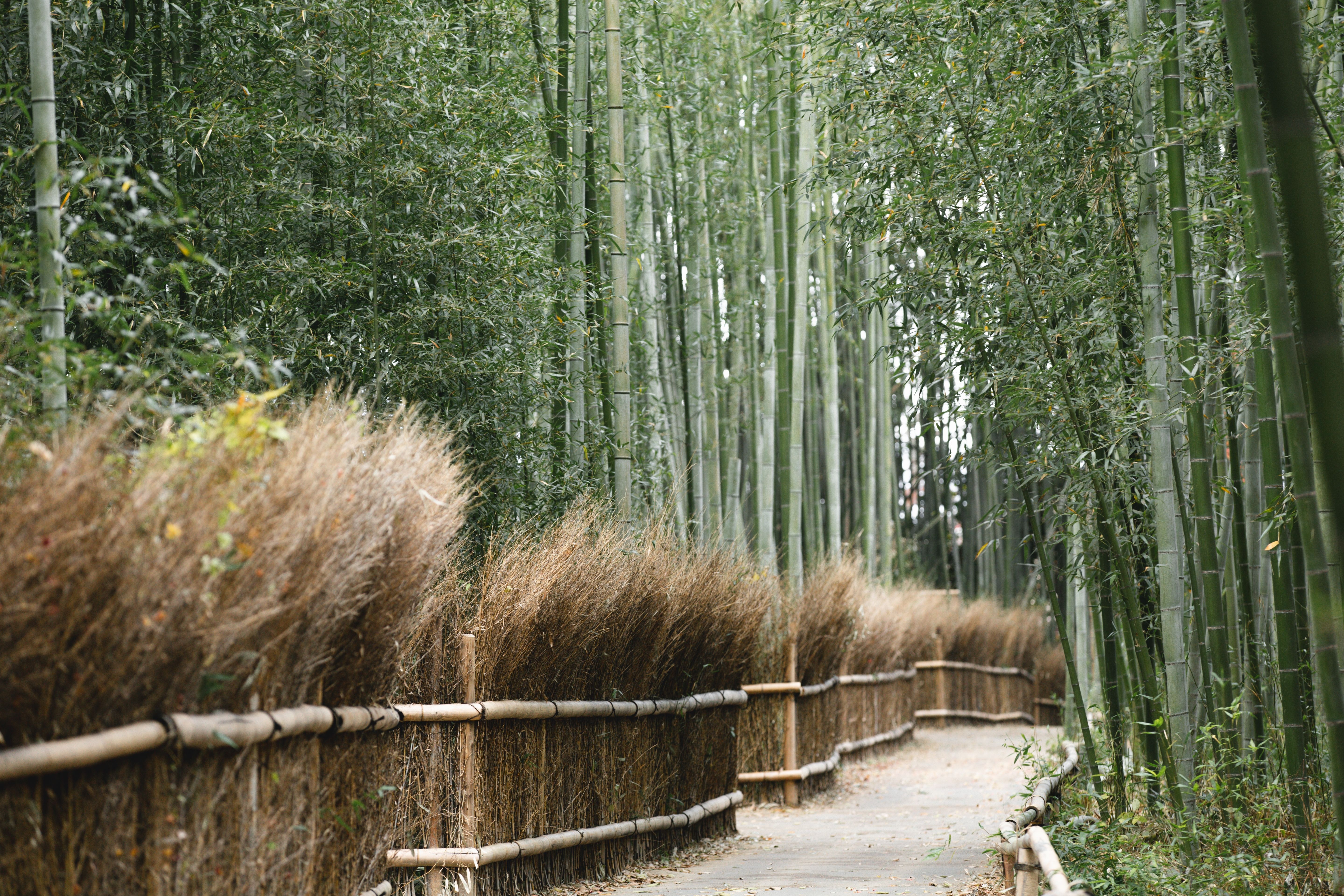 Sti til bambusskoven i Arashiyama, Kyoto, Japan.
