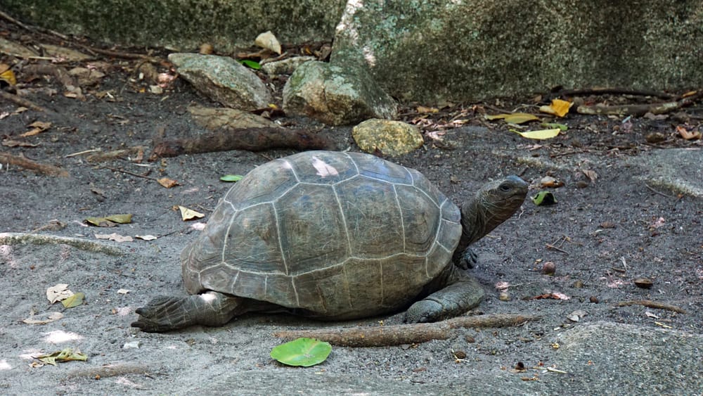 Kæmpeskildpadde på Curieuse Island – et af de få steder i Seychellerne, hvor de lever frit i naturen.