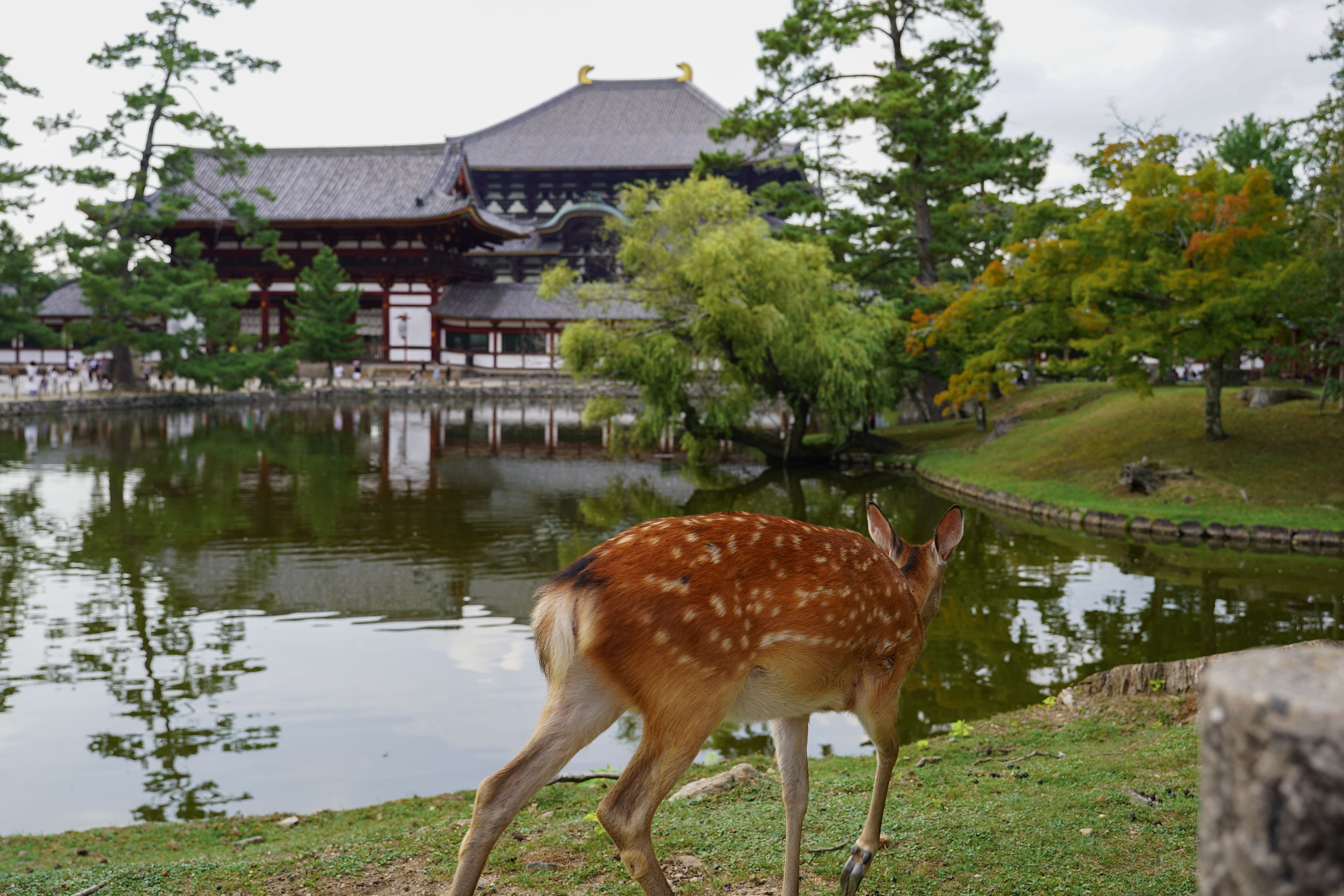 Hjorte foran Todai-ji-templet i Nara.