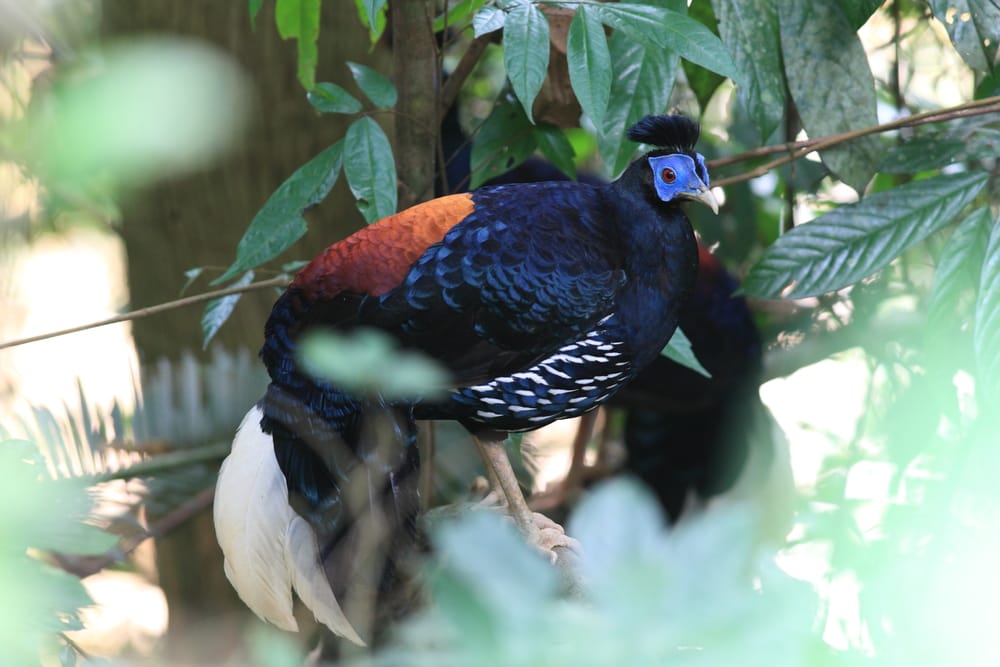 Crested Fireback-fasan (Lophura ignita) i Taman Negara Nationalpark i Malaysia, en farvestrålende fugl med metallisk blå fjerdragt og karakteristisk top