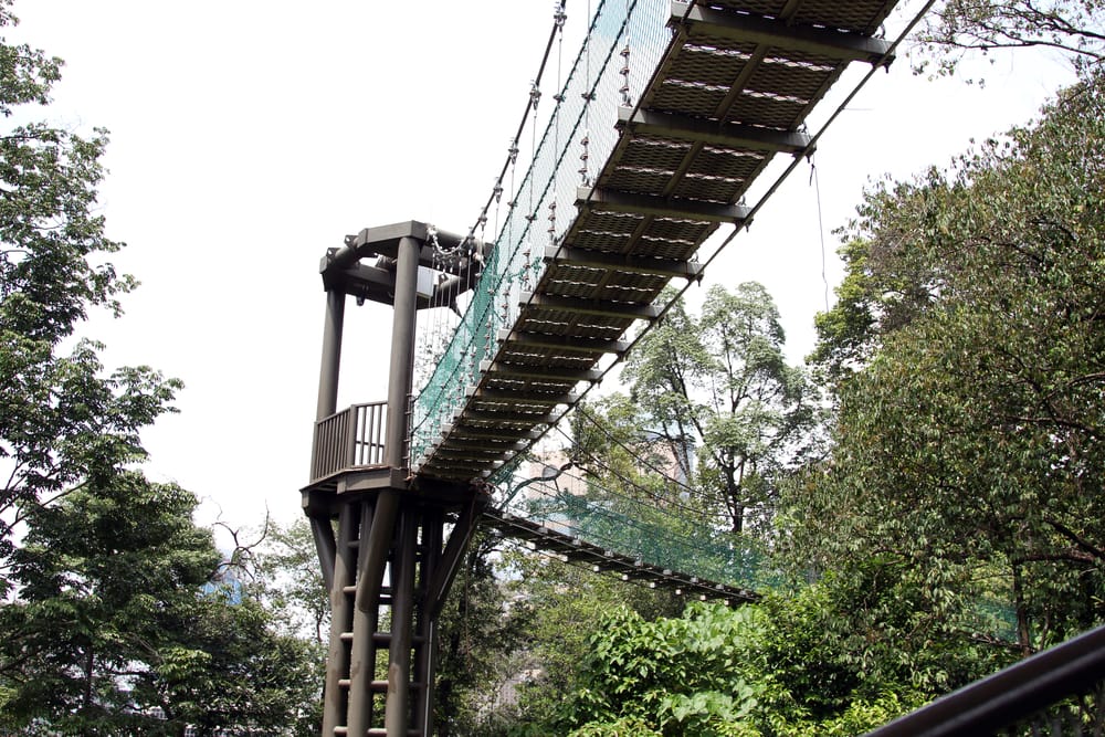 En hængebro spændt ud mellem trækronerne i regnskoven, hvor besøgende kan opleve naturen fra oven på en såkaldt canopy walk