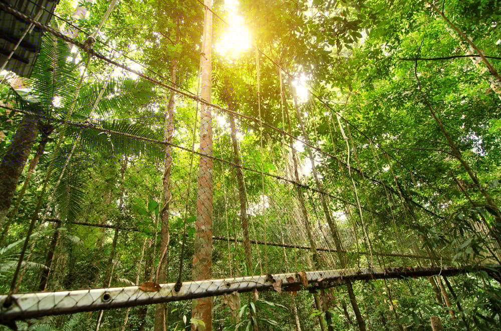 Hængebroen i Taman Negara Nationalpark i Malaysia, hvor man kan gå højt blandt trækronerne og opleve regnskovens dybe natur