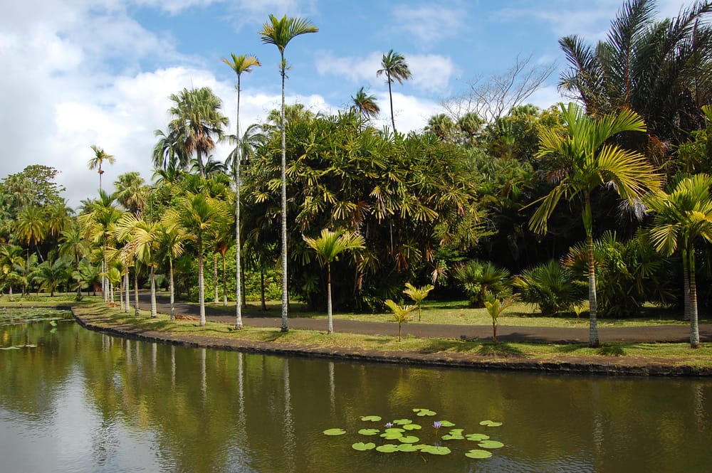 Pamplemousses Botaniske Have på Mauritius med høje palmer og en grøn dam omgivet af frodig vegetation.