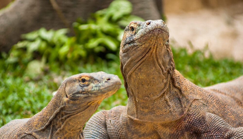Komodovaran (Varanus komodoensis) i Komodo National Park, Indonesien, bevæger sig i sit naturlige habitat blandt tør vegetation.