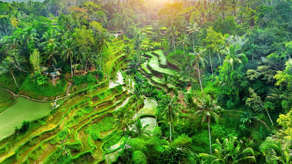 Tegalalang Rice Terrace i Ubud, Bali, Indonesien, med grønne terrasserede rismarker og palmer.