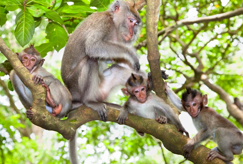 Den hellige abeskov i Ubud, Bali – et magisk sted, hvor natur, kultur og legesyge aber mødes blandt gamle tempelruiner.