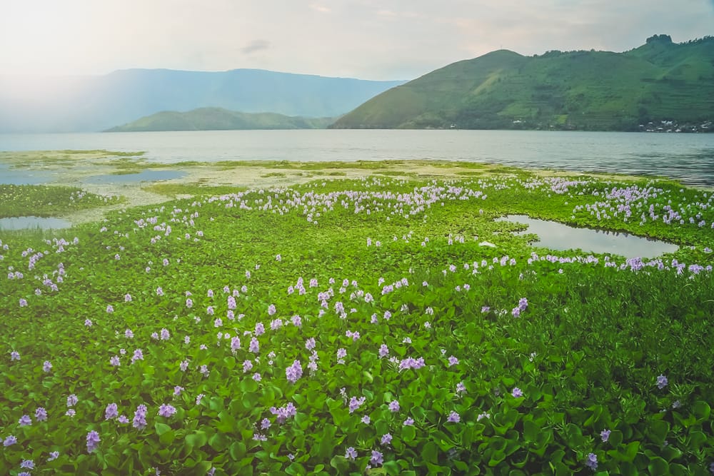 Vådområder ved bredden af den storslåede Toba-sø – et fredfyldt landskab, hvor naturen spejler sig i vandets overflade.