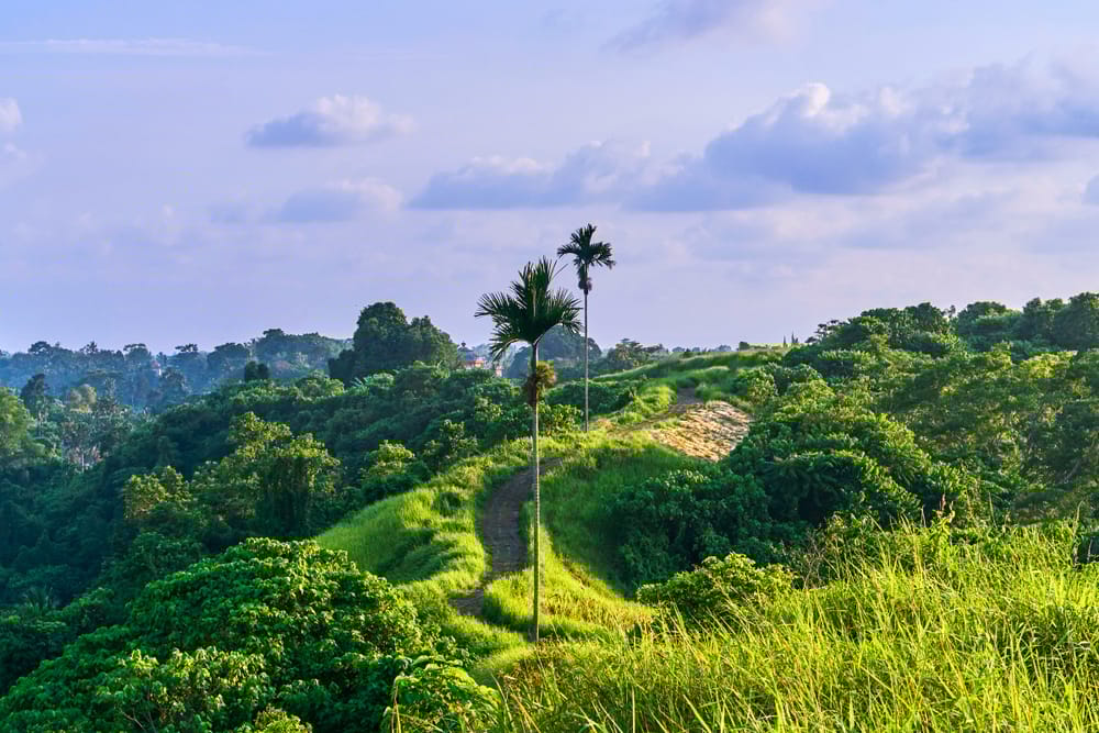 Campuhan Ridge Walk – en fredfyldt sti gennem Ubuds grønne landskab, hvor natur og spiritualitet går hånd i hånd.