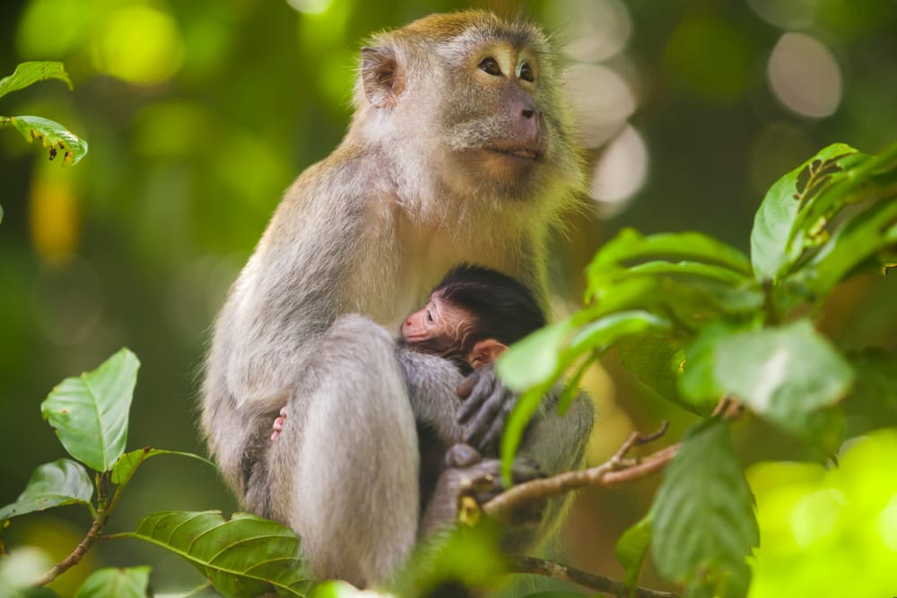 En krabbeædende makak i Gunung Leuser Nationalpark på Sumatra – nysgerrig, livlig og helt hjemme i regnskovens grønne verden.