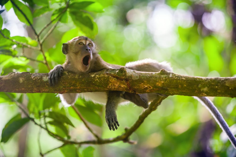 En krabbeædende makak i Gunung Leuser Nationalpark på Sumatra – nysgerrig og hjemme i regnskovens grønne dyb.