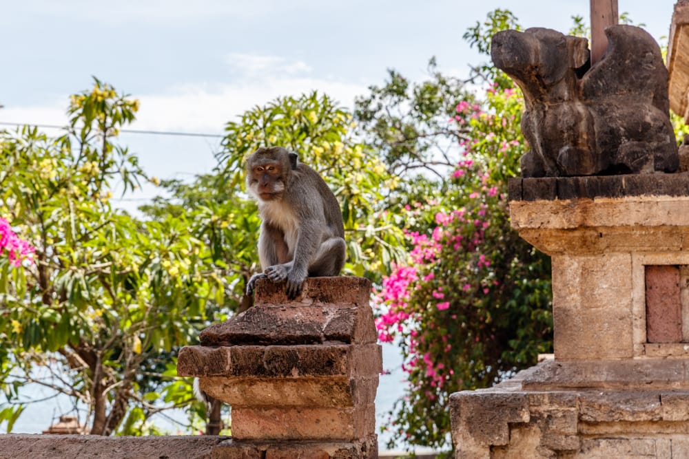 En abe sidder ved indgangen til Pura Pulaki-templet nær Pemuteran i det nordvestlige Bali