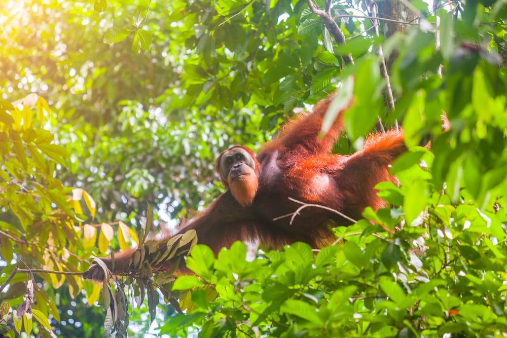 Portræt af en sumatransk orangutang i Gunung Leuser Nationalpark – et stille øjeblik med et af regnskovens mest fascinerende dyr.
