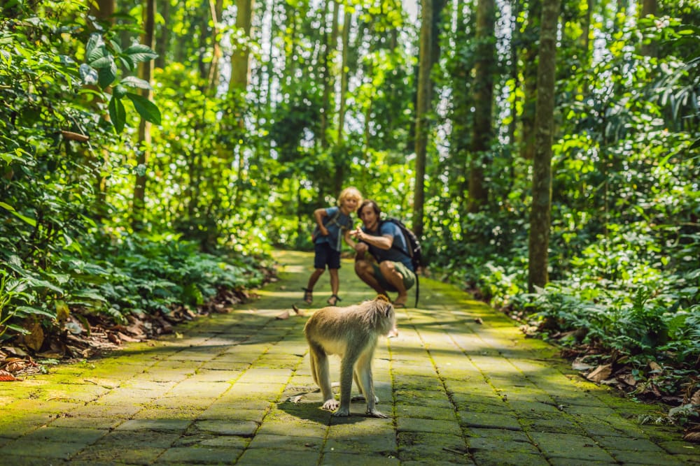 Far og søn går gennem Ubud Monkey Forest på Bali, omgivet af tropisk skov og aber.