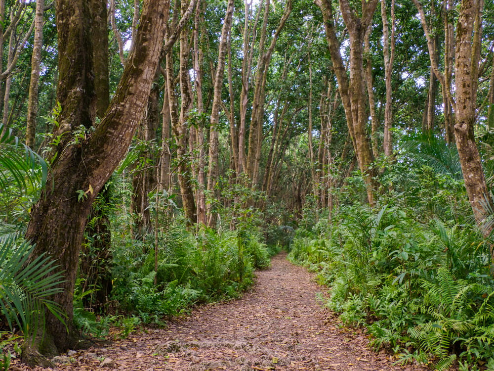 Skovsti i Jozani Chwaka Bay National Park på øen Unguja, Zanzibar.